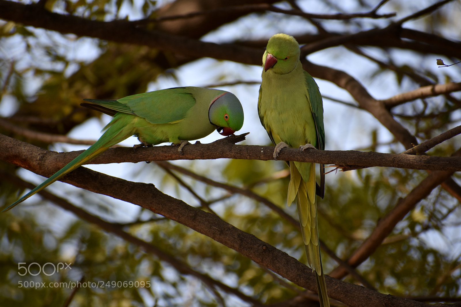 Nikon D3400 sample photo. Parrots photography