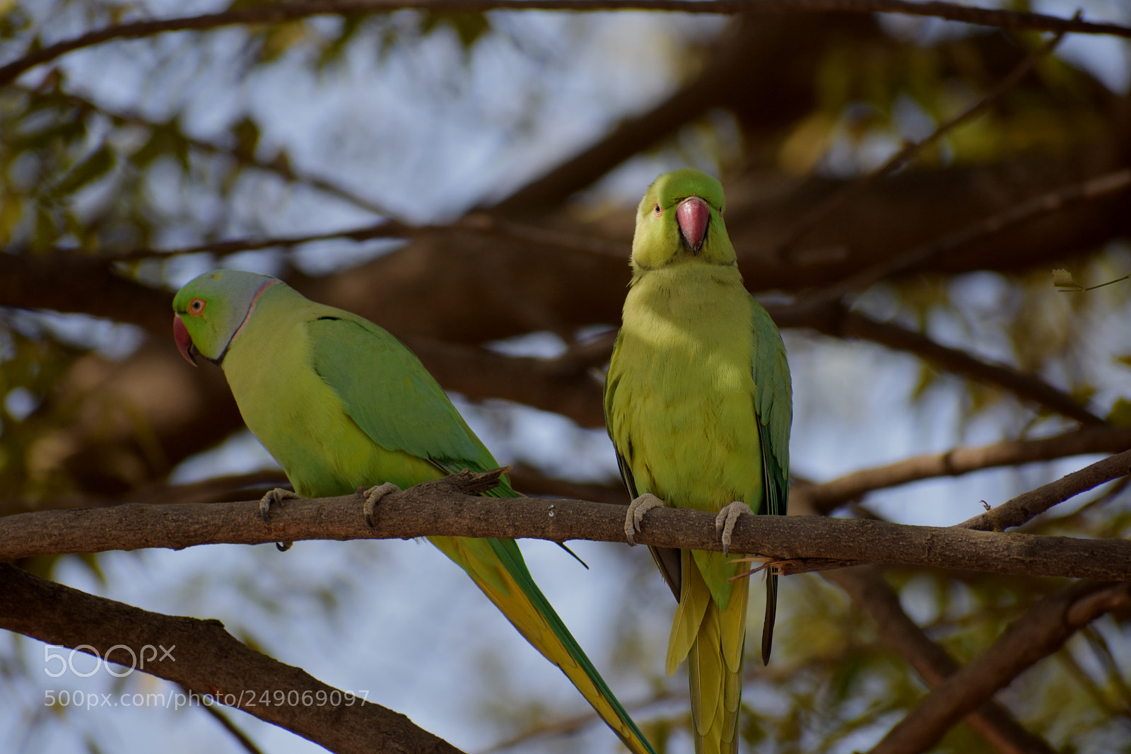 Nikon D3400 sample photo. Parrots photography