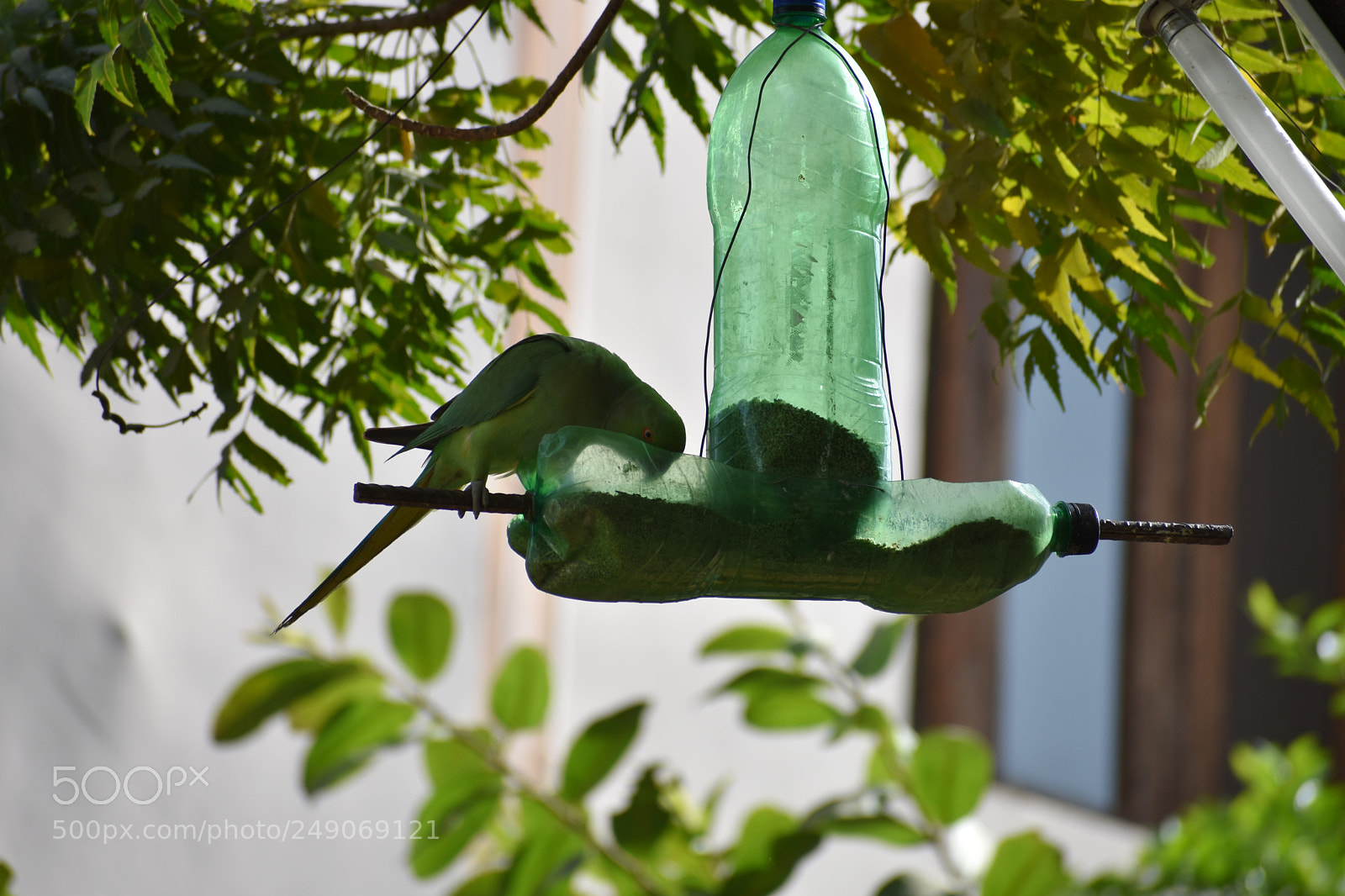Nikon D3400 sample photo. Parrots photography