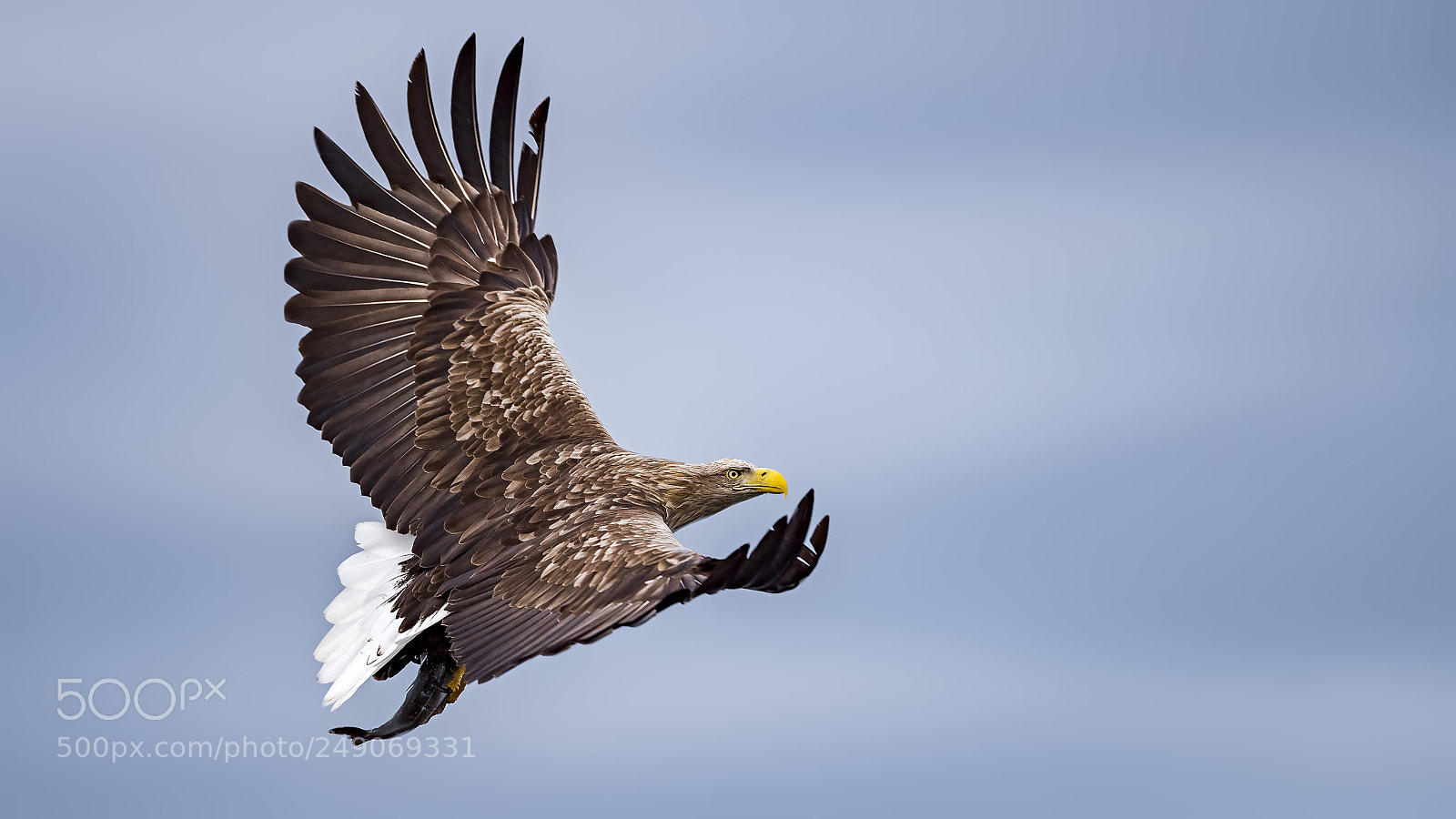 Panasonic Lumix DC-G9 sample photo. Sea eagle photography