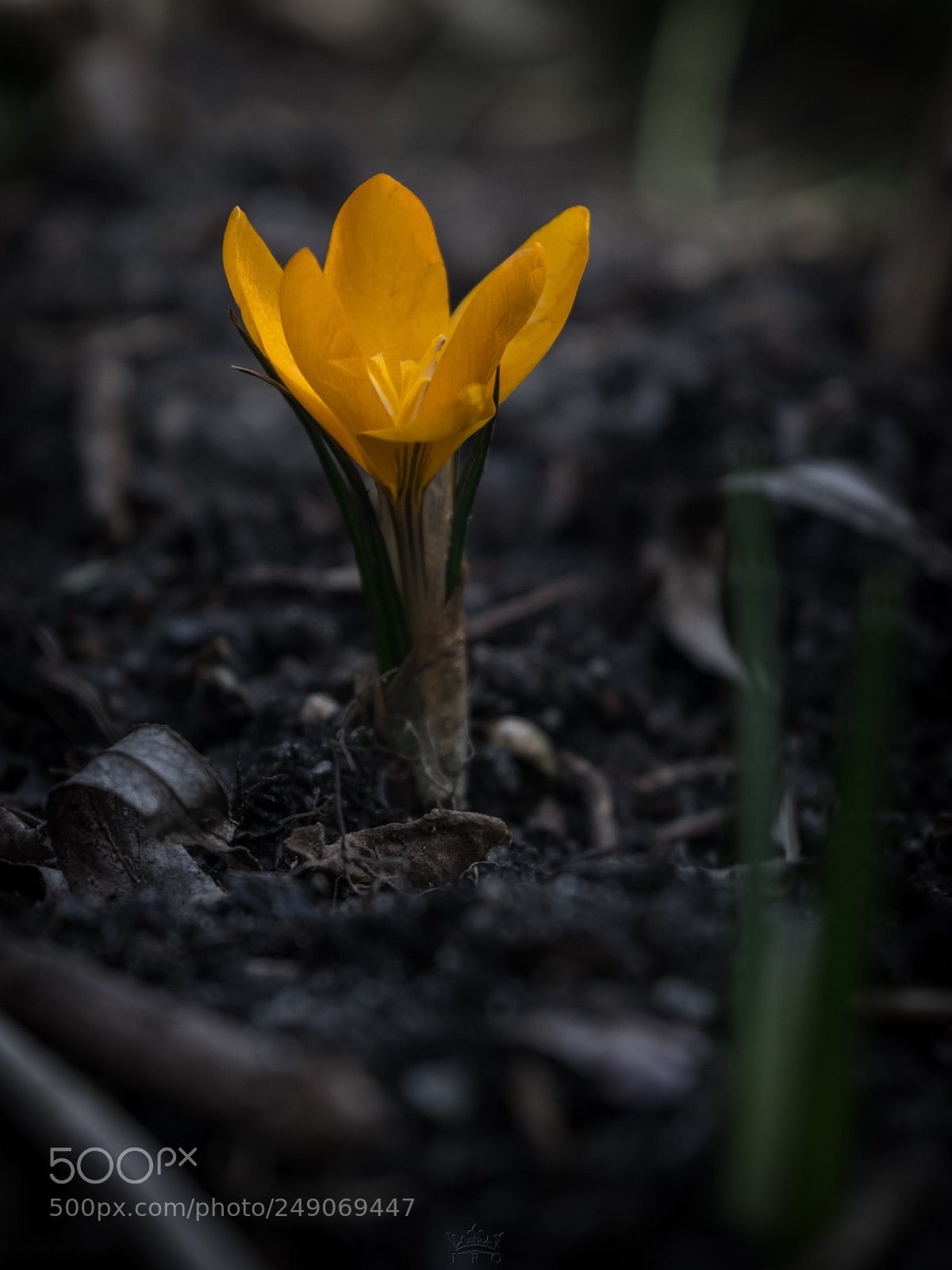 Nikon D3300 sample photo. Garden life photography