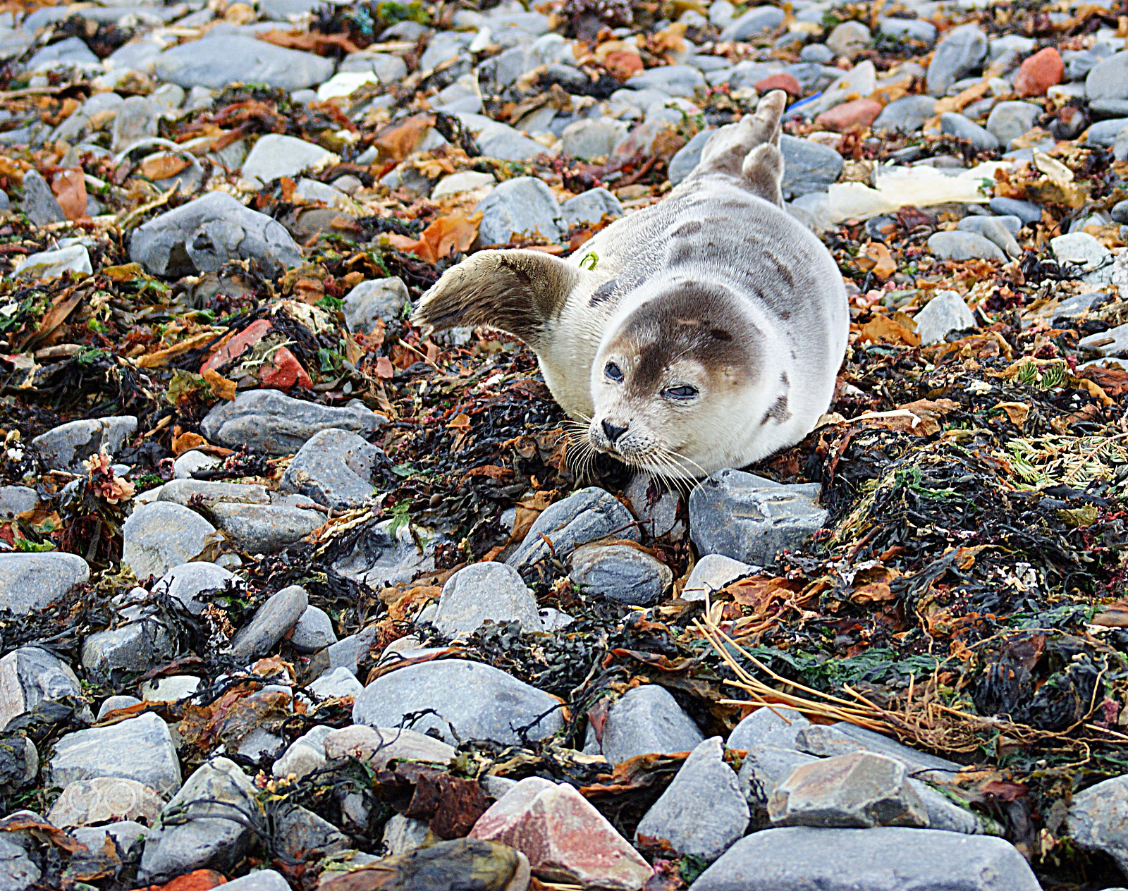 Sony 75-300mm F4.5-5.6 sample photo. Resting seal photography