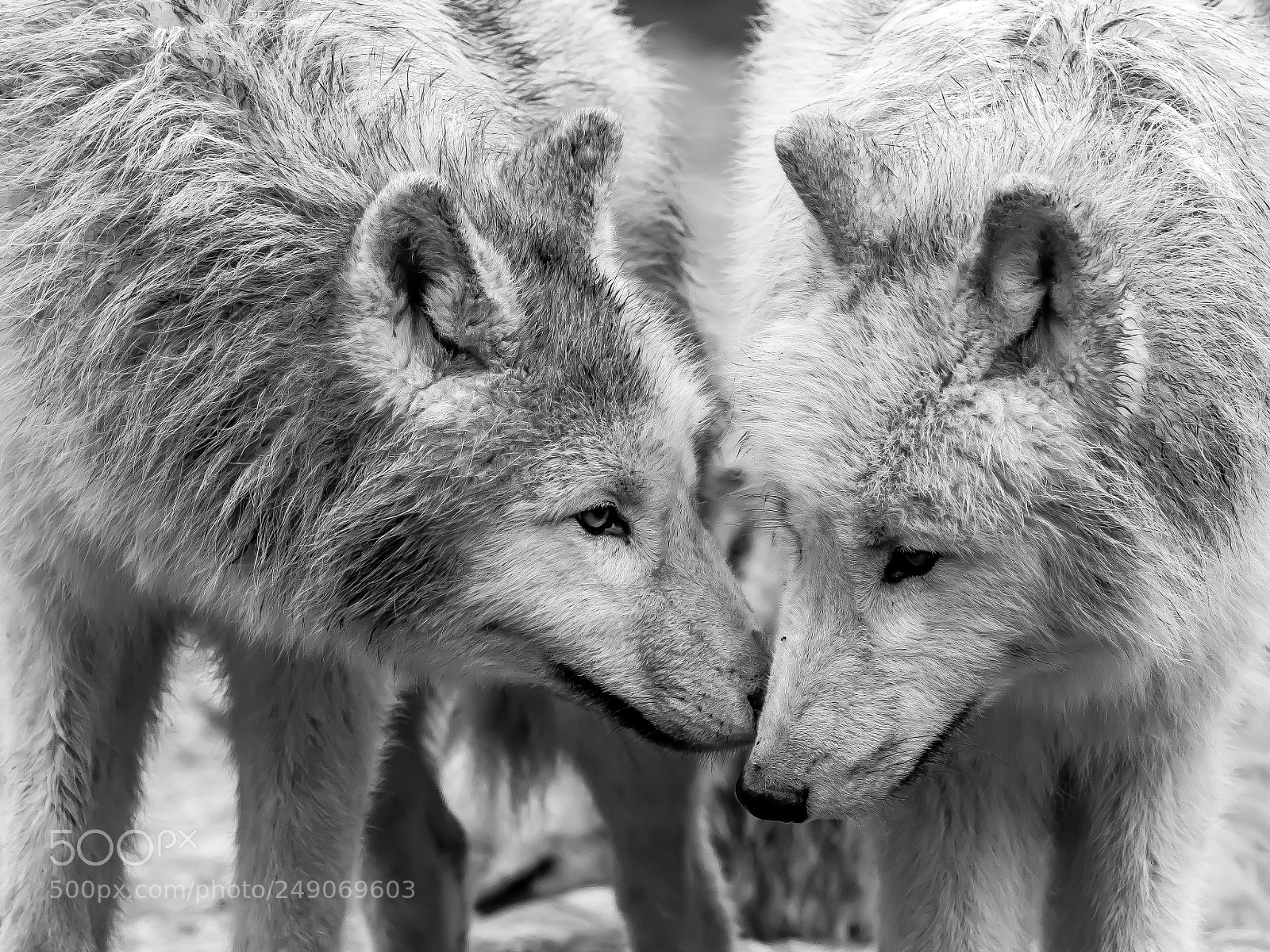 Olympus OM-D E-M1 sample photo. Loup,  photography