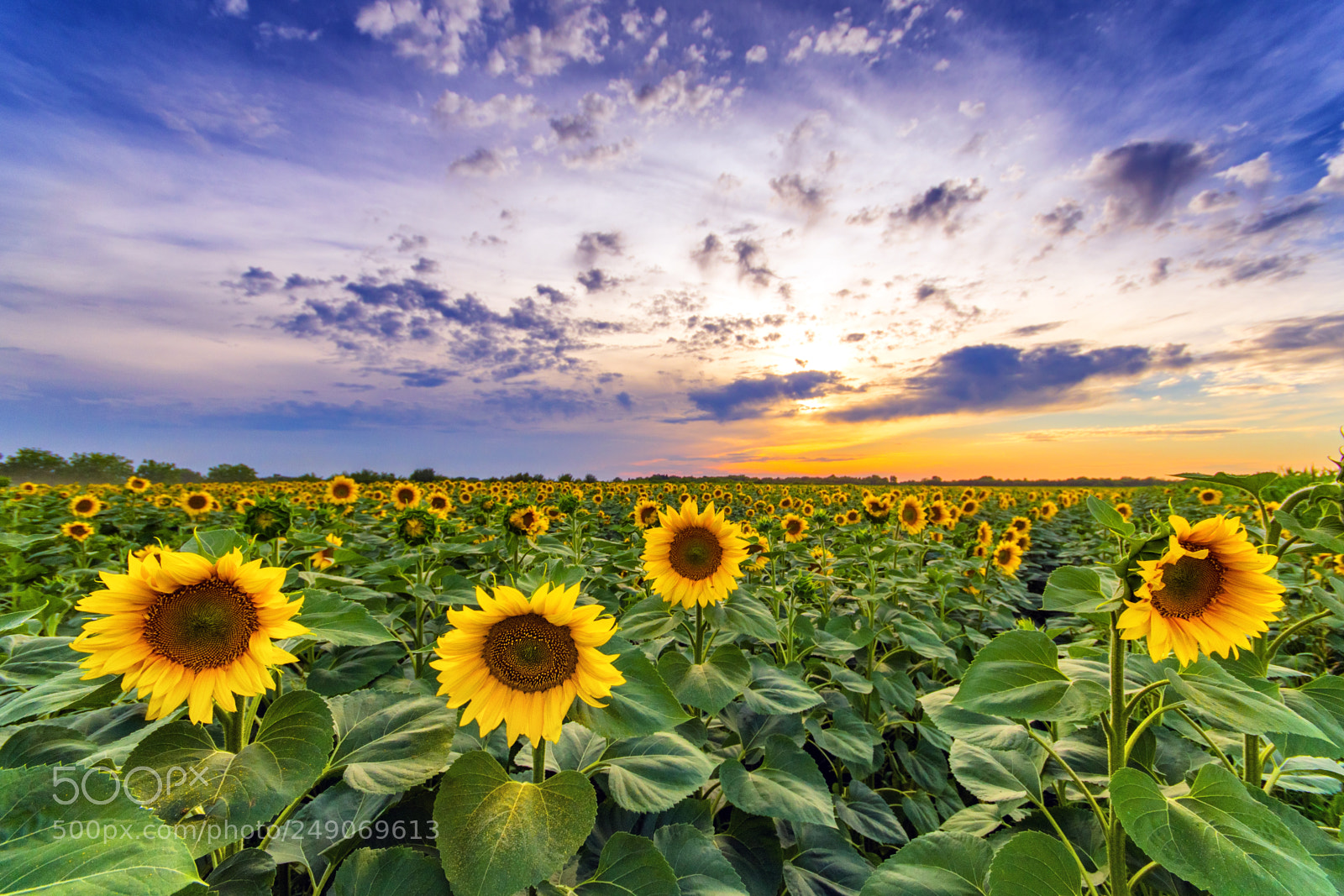Pentax K-1 sample photo. Vibrant sunflower field panorama photography