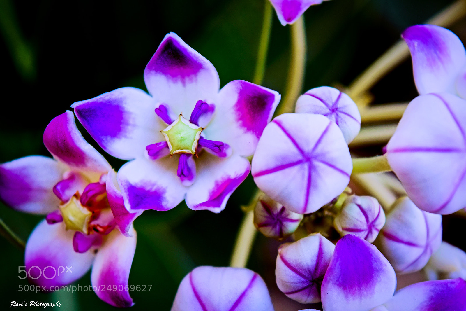 Nikon D5300 sample photo. Flower photography