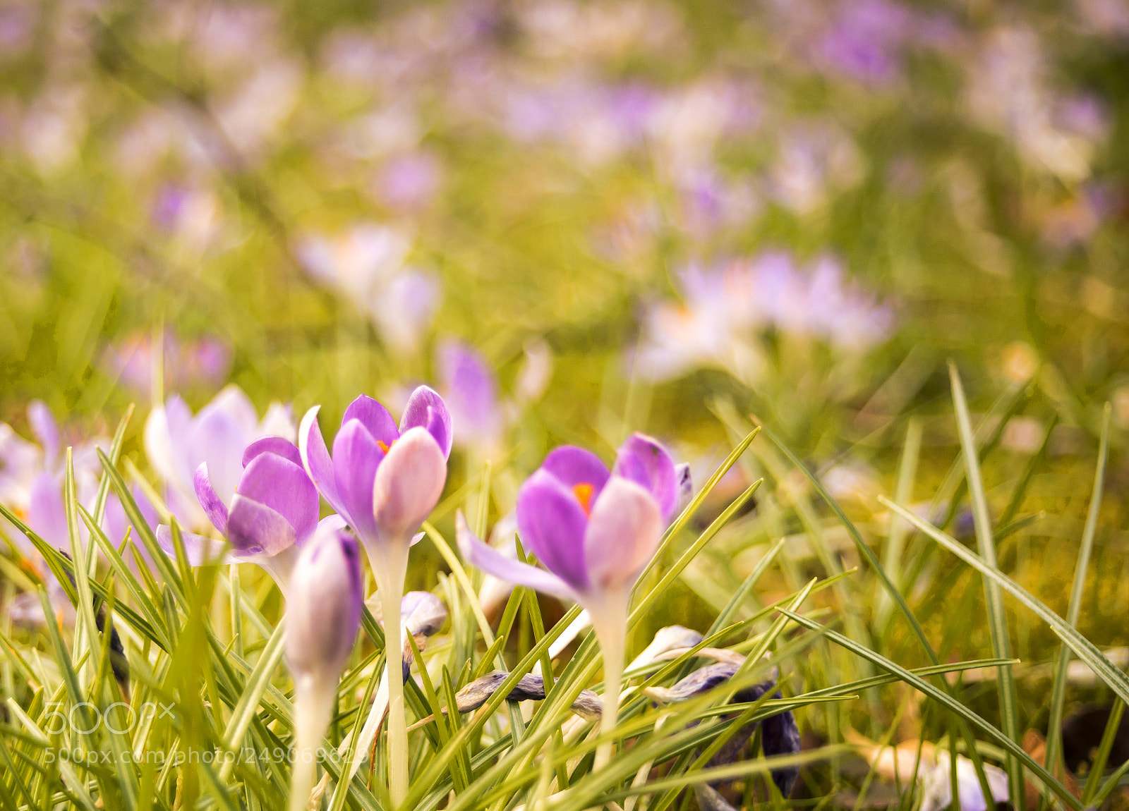 Nikon D610 sample photo. Fr ling kommt photography