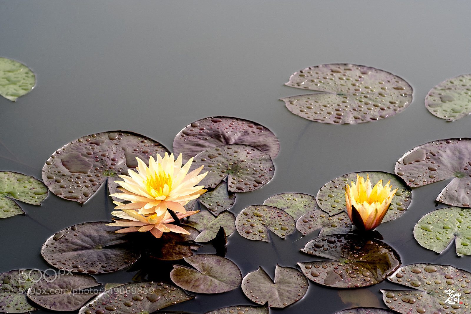 Fujifilm X-T2 sample photo. Water lily photography