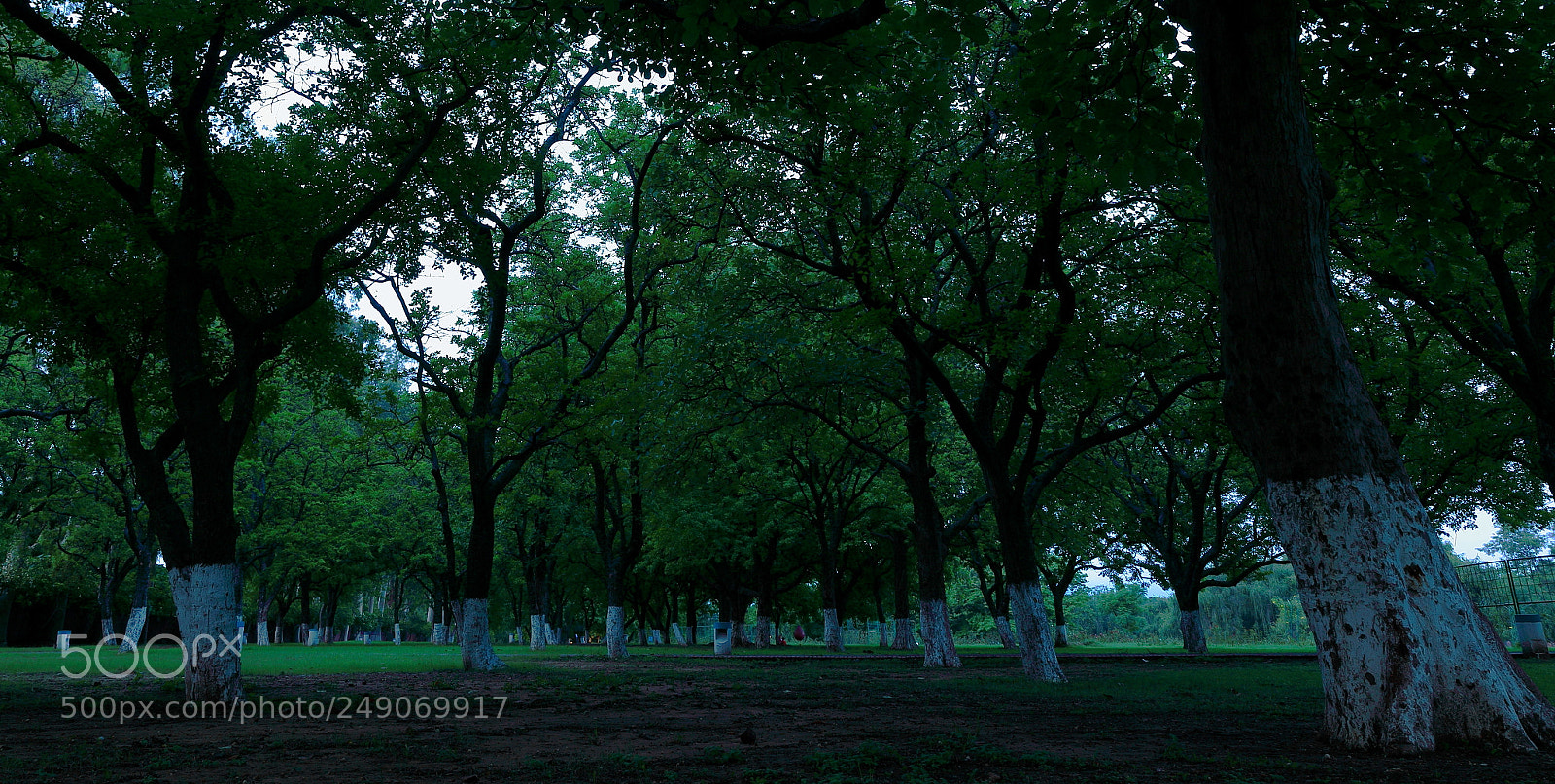 Canon EF 24-105mm F4L IS USM sample photo. Trees photography