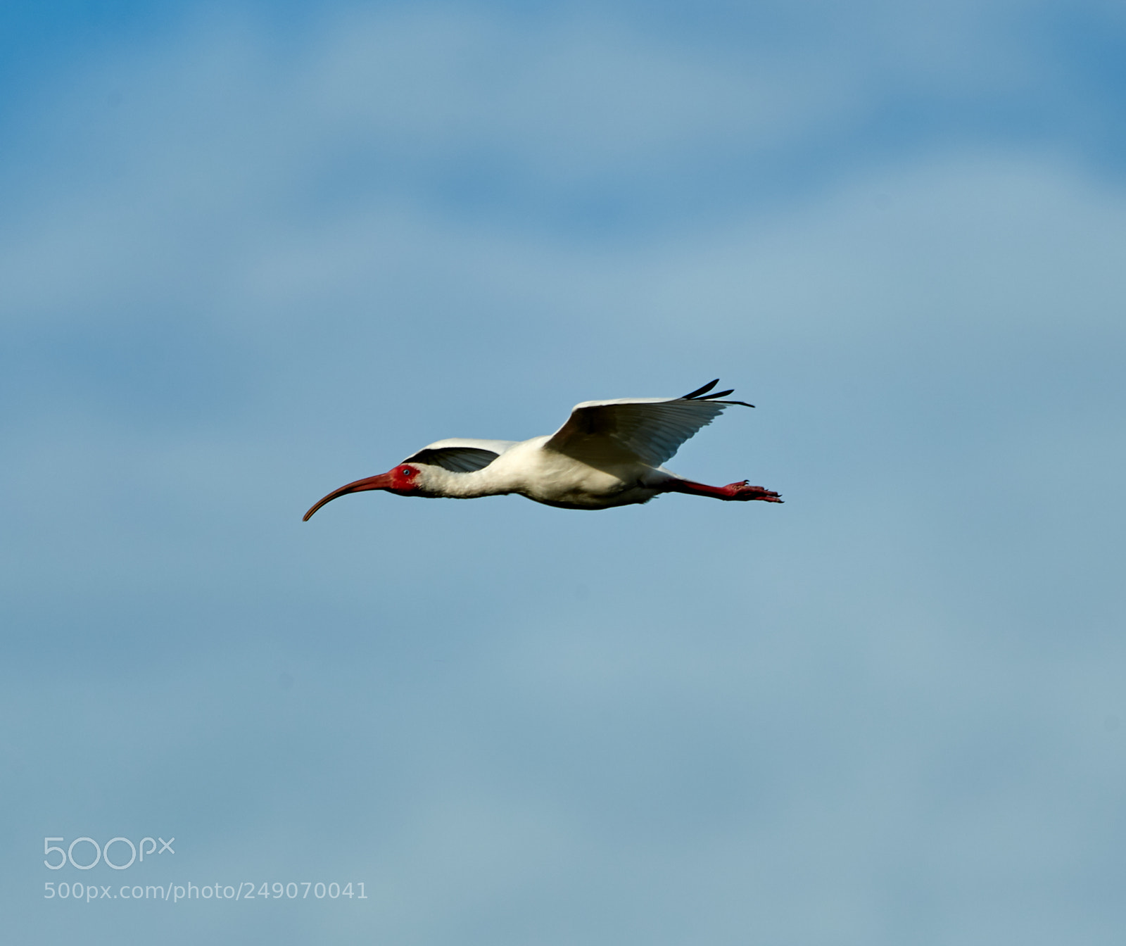 Canon EOS-1D X Mark II sample photo. 03-12-18-0007333.jpg photography