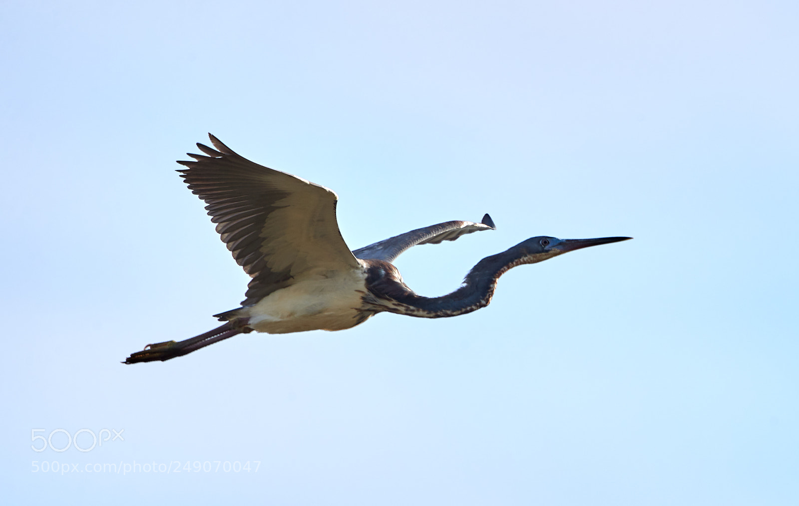 Canon EOS-1D X Mark II sample photo. 03-12-18-0007332.jpg photography