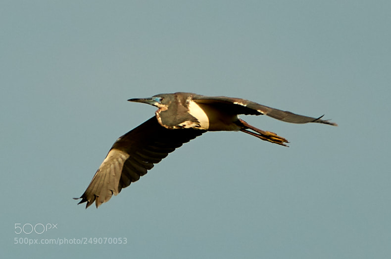 Canon EOS-1D X Mark II sample photo. 03-12-18-0007324.jpg photography