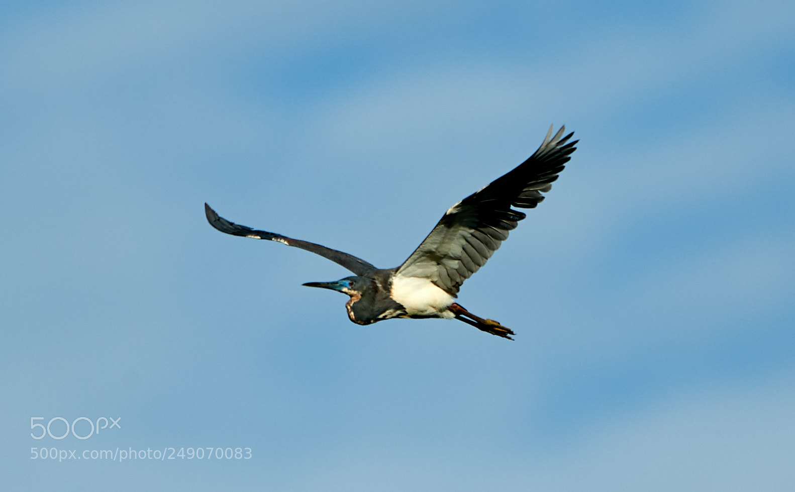 Canon EOS-1D X Mark II sample photo. 03-12-18-0007317.jpg photography