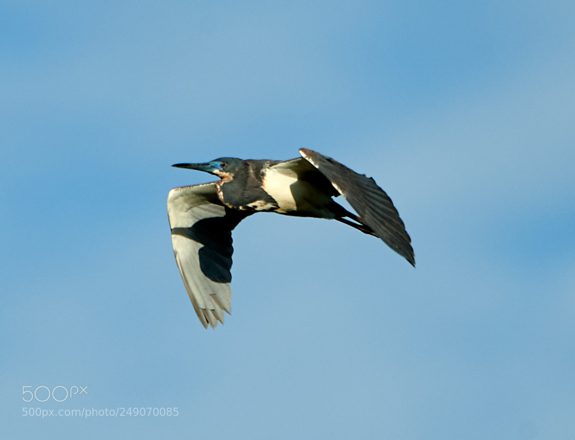 Canon EOS-1D X Mark II sample photo. 03-12-18-0007316.jpg photography
