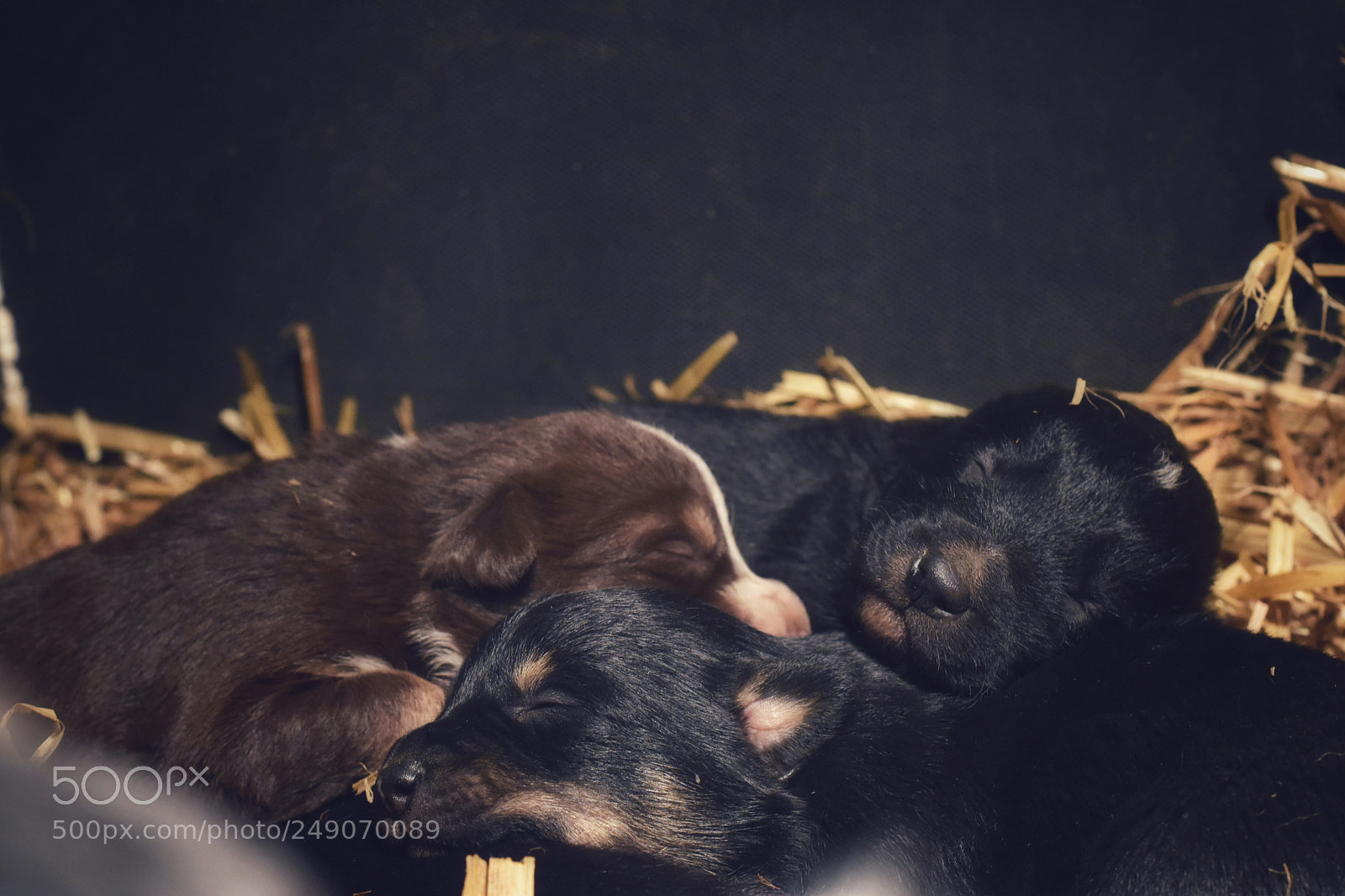 Nikon D5600 sample photo. Piles of puppies photography