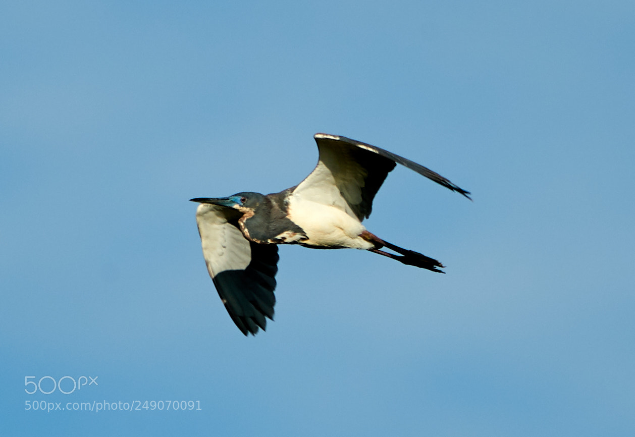 Canon EOS-1D X Mark II sample photo. 03-12-18-0007314.jpg photography