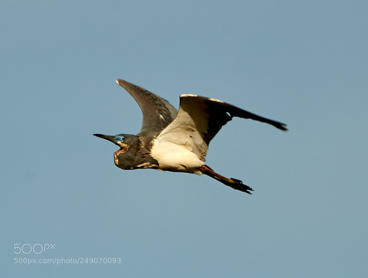 Canon EOS-1D X Mark II sample photo. 03-12-18-0007313.jpg photography