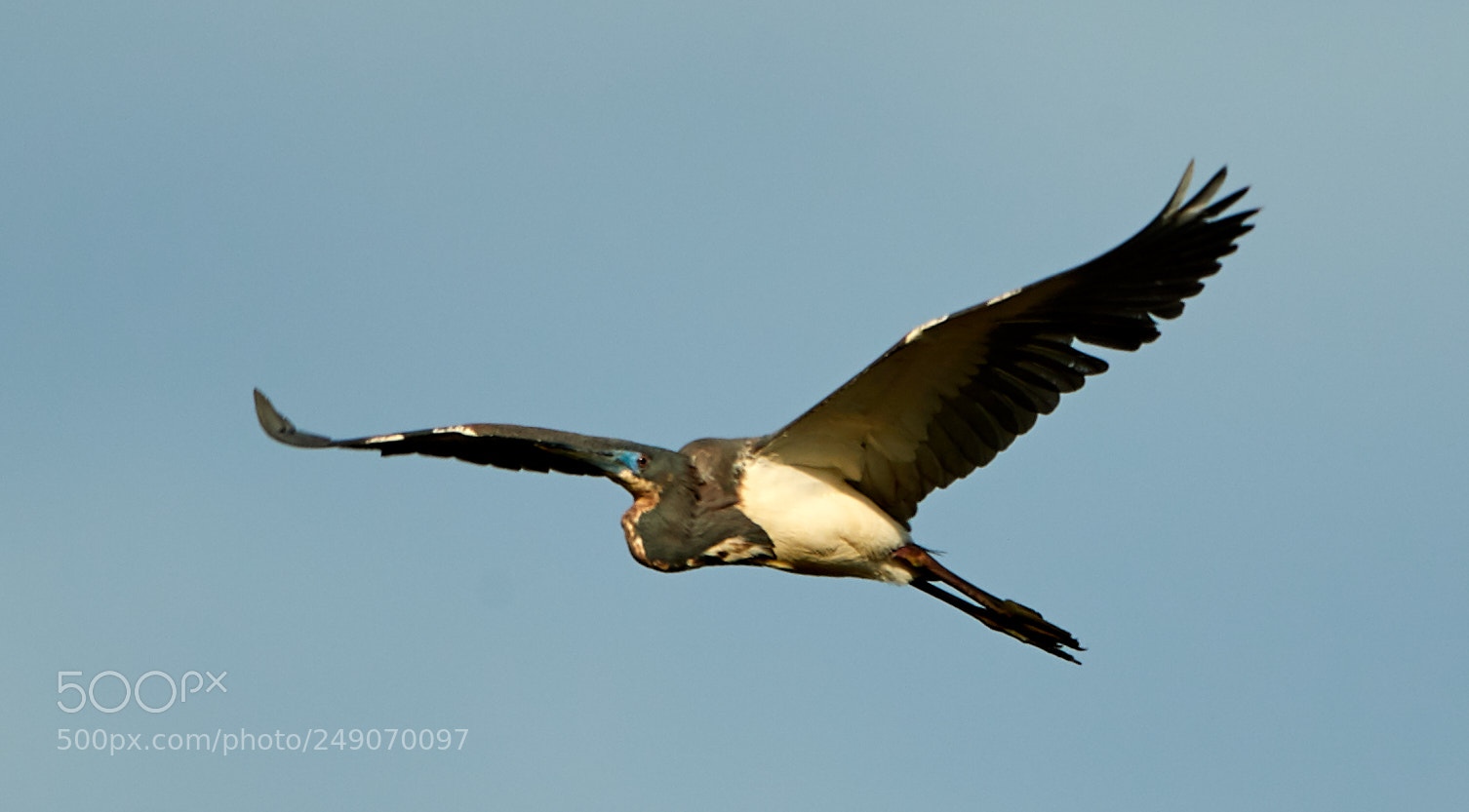 Canon EOS-1D X Mark II sample photo. 03-12-18-0007310.jpg photography
