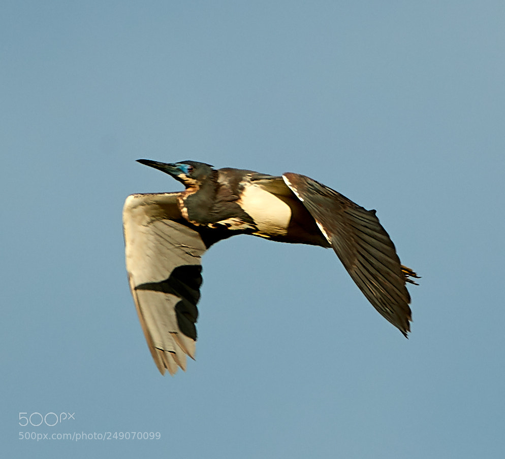 Canon EOS-1D X Mark II sample photo. 03-12-18-0007311.jpg photography