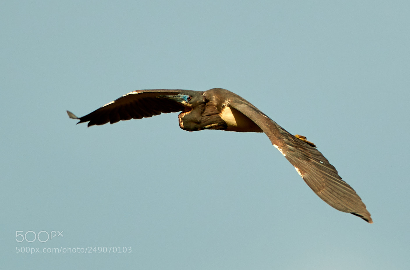 Canon EOS-1D X Mark II sample photo. 03-12-18-0007308.jpg photography