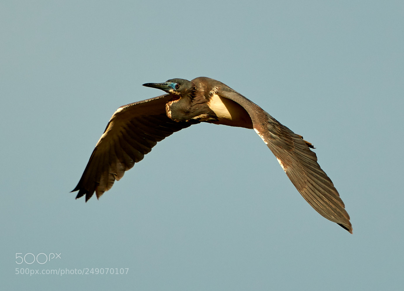 Canon EOS-1D X Mark II sample photo. 03-12-18-0007306.jpg photography