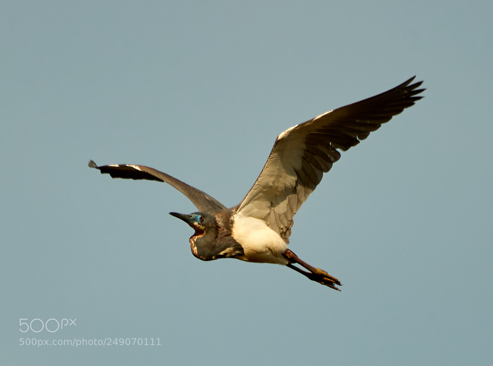 Canon EOS-1D X Mark II sample photo. 03-12-18-0007303.jpg photography