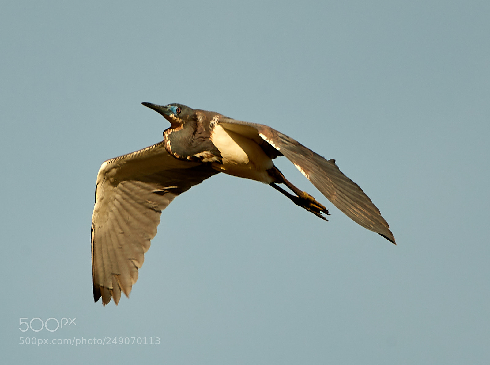 Canon EOS-1D X Mark II sample photo. 03-12-18-0007302.jpg photography