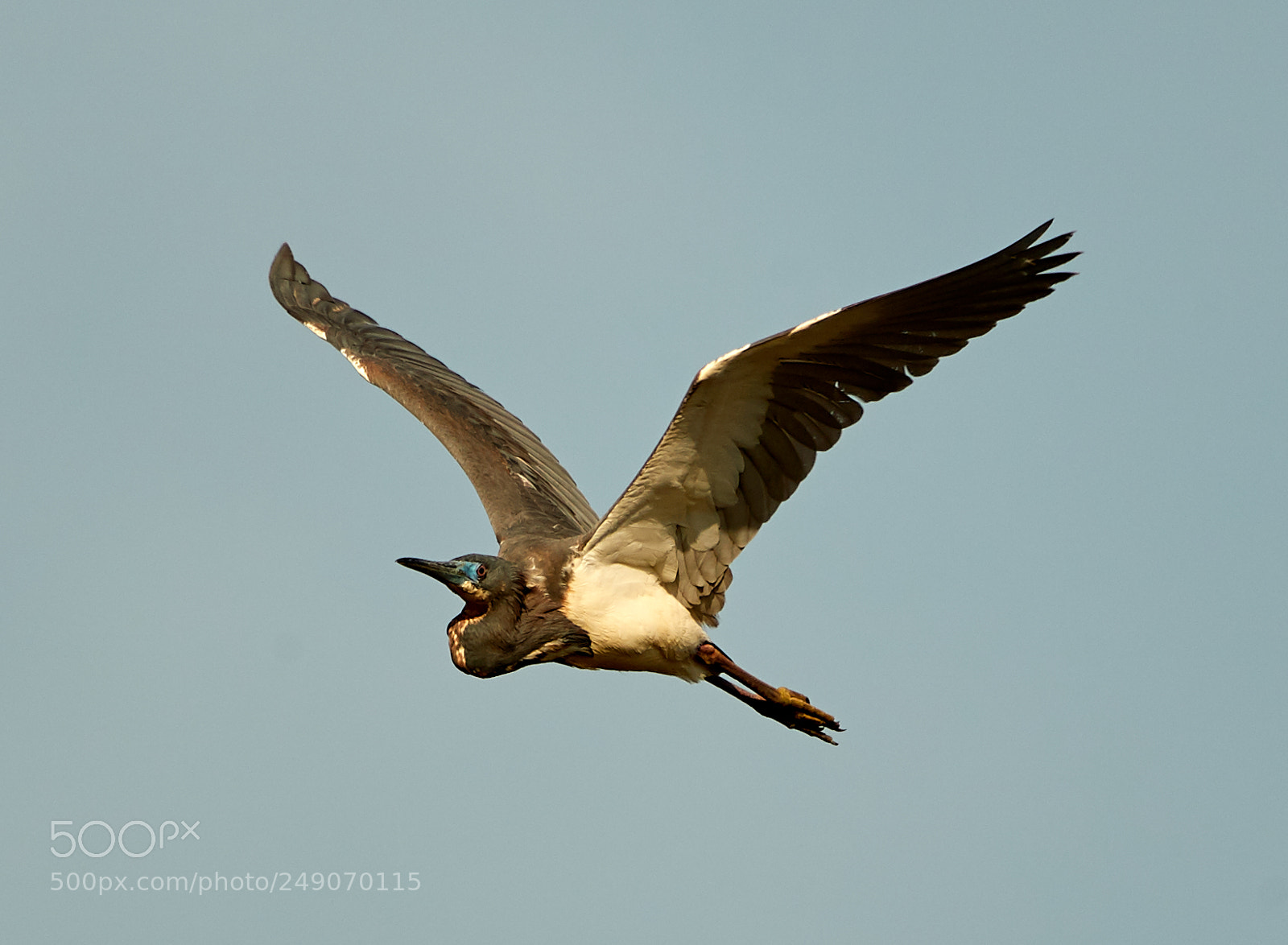 Canon EOS-1D X Mark II sample photo. 03-12-18-0007305.jpg photography