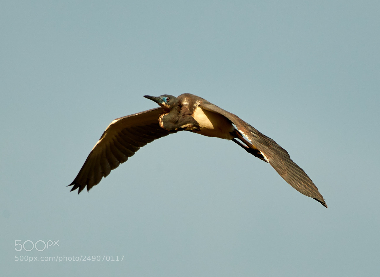 Canon EOS-1D X Mark II sample photo. 03-12-18-0007304.jpg photography