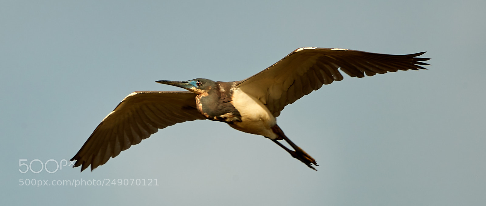 Canon EOS-1D X Mark II sample photo. 03-12-18-0007299.jpg photography