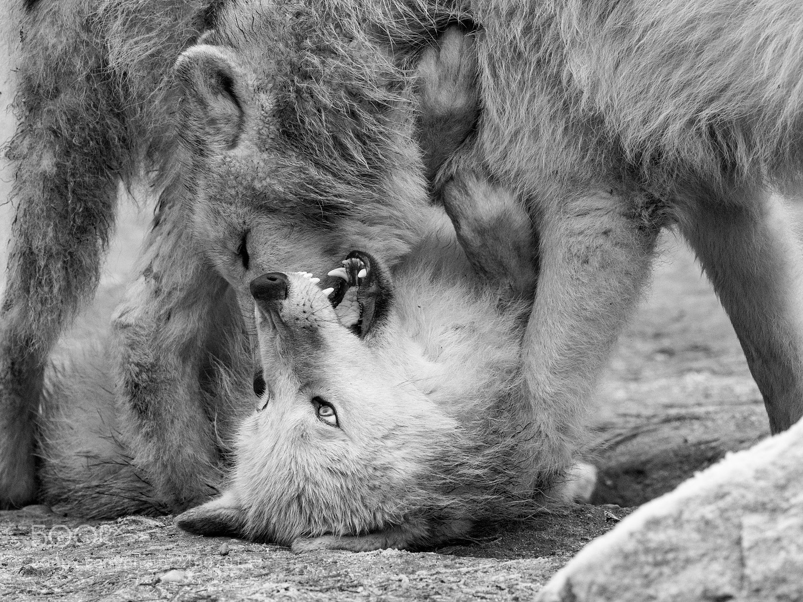 Olympus OM-D E-M1 sample photo. Loup,  photography