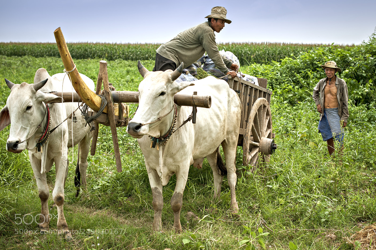 Nikon D700 sample photo. Farmers / cambodia photography