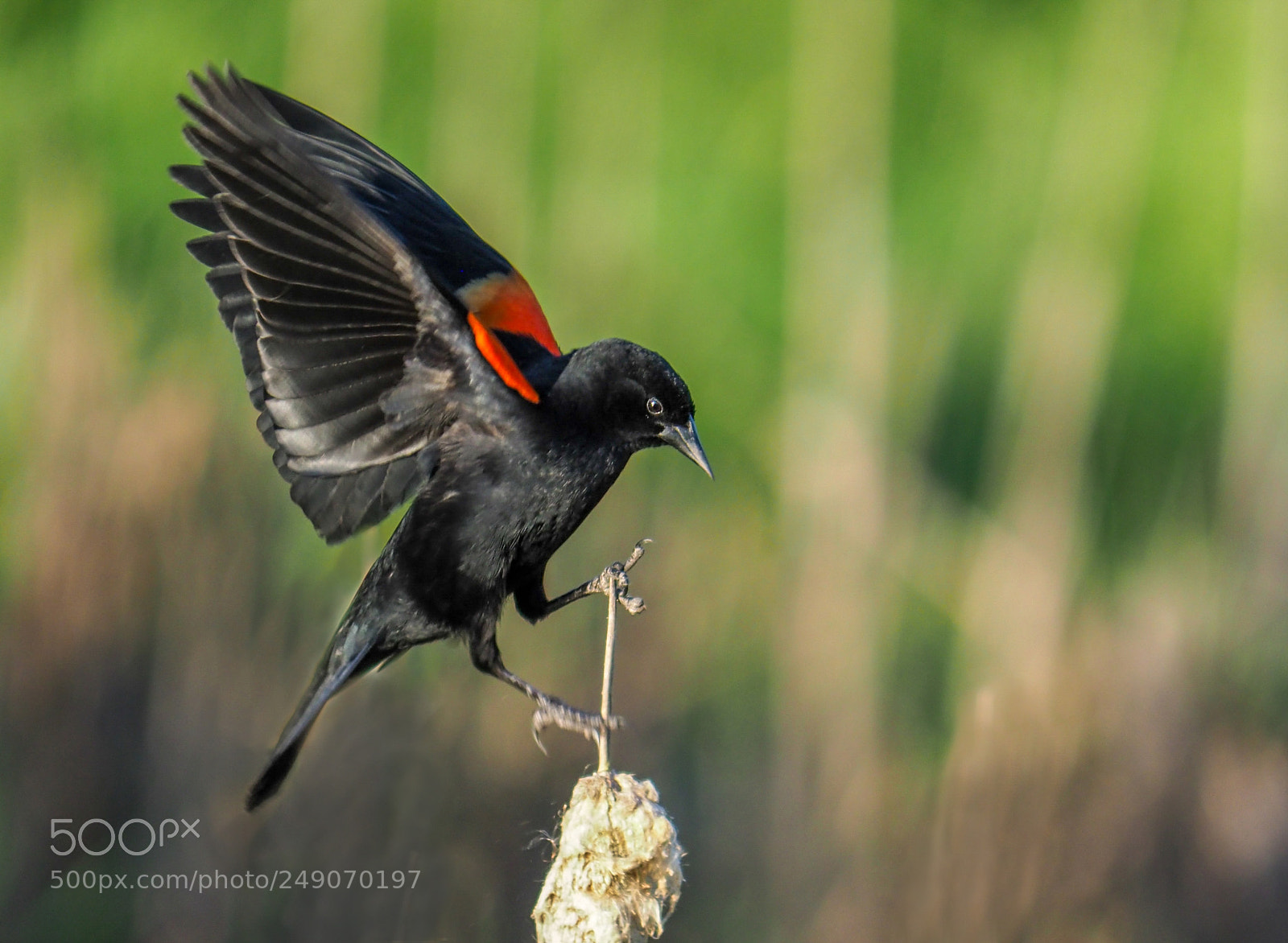 Olympus OM-D E-M1 Mark II sample photo. Red-winged blackbird photography