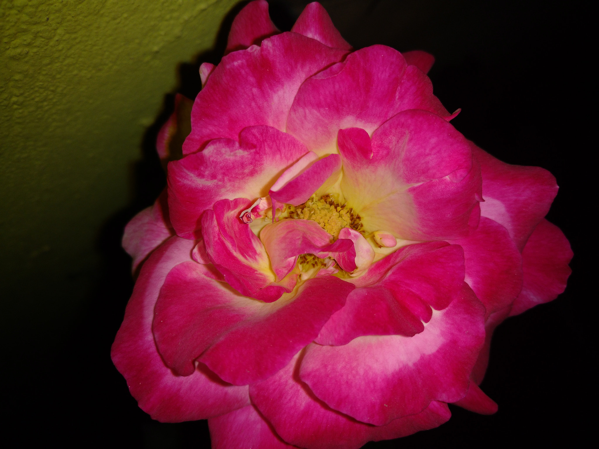 Motorola Moto X Play sample photo. Pink rose photography