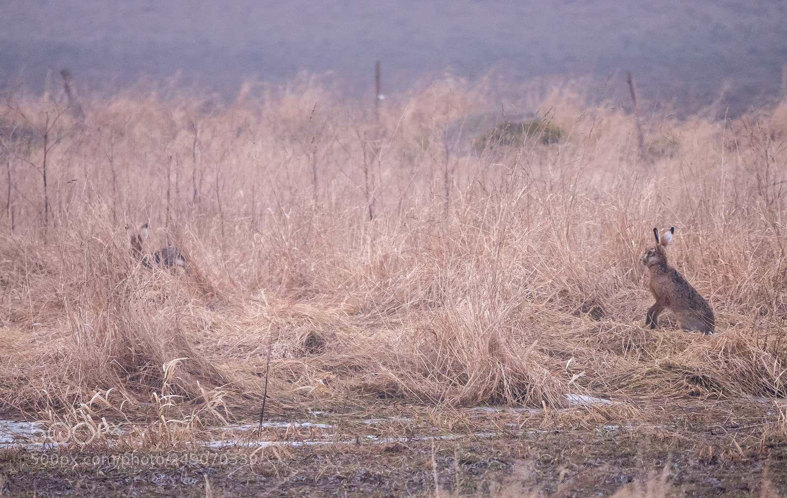 Panasonic Lumix DMC-GX85 (Lumix DMC-GX80 / Lumix DMC-GX7 Mark II) sample photo. Early spring hare chase photography