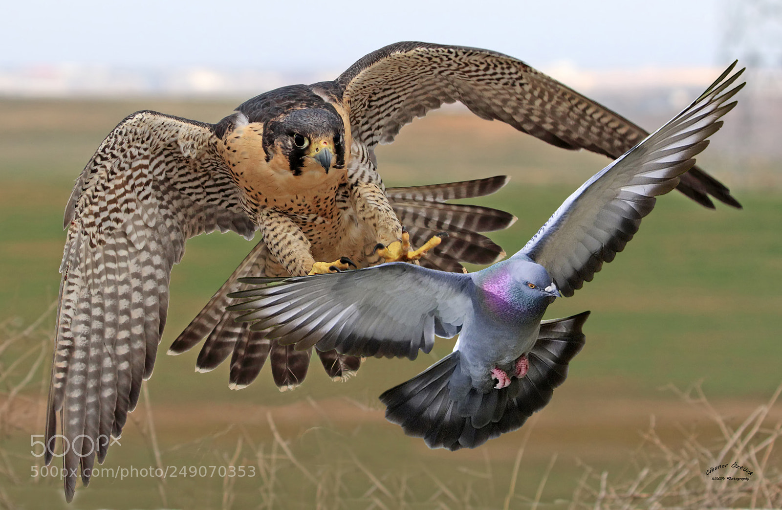 Canon EOS 7D Mark II sample photo. Peregrine falcon and pigeon photography