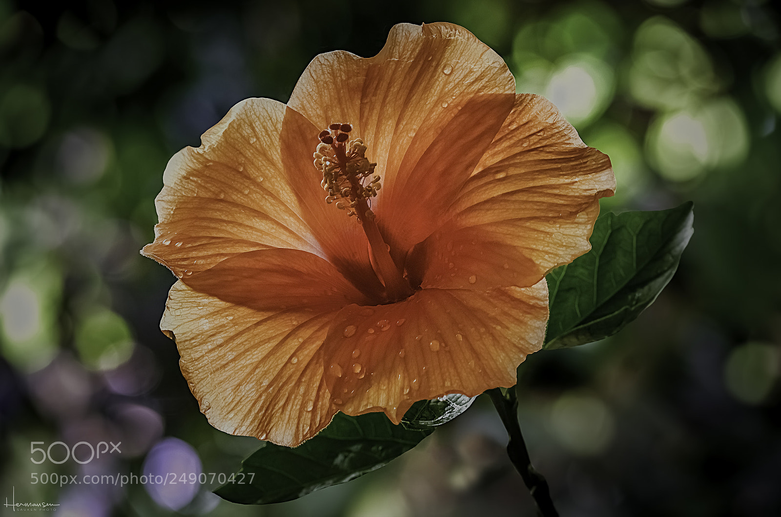 Sony a7R II sample photo. Chaba photography