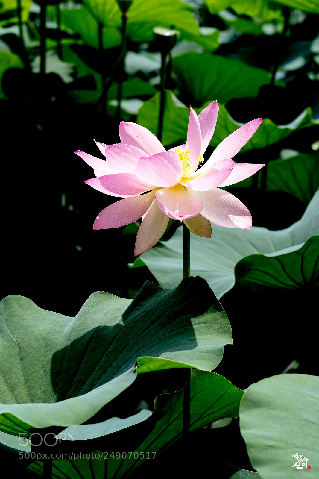 Fujifilm X-T2 sample photo. Lotus photography