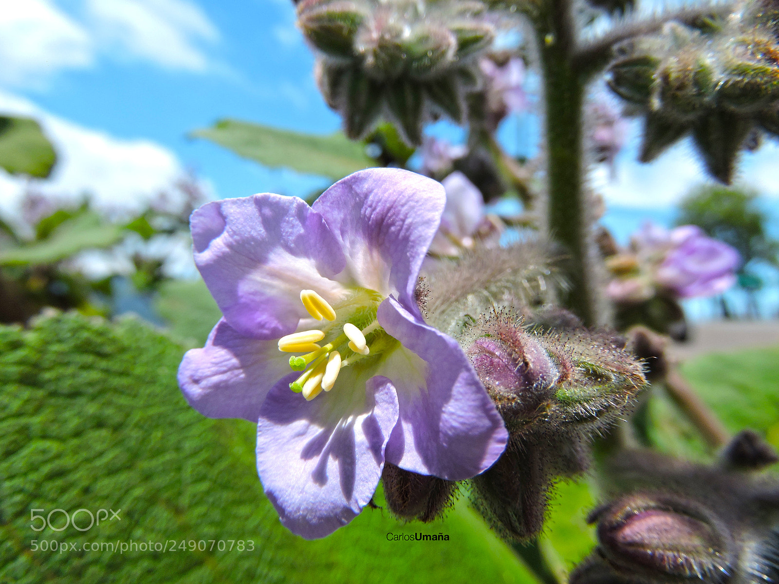 Nikon Coolpix P600 sample photo. Flor silvestre photography