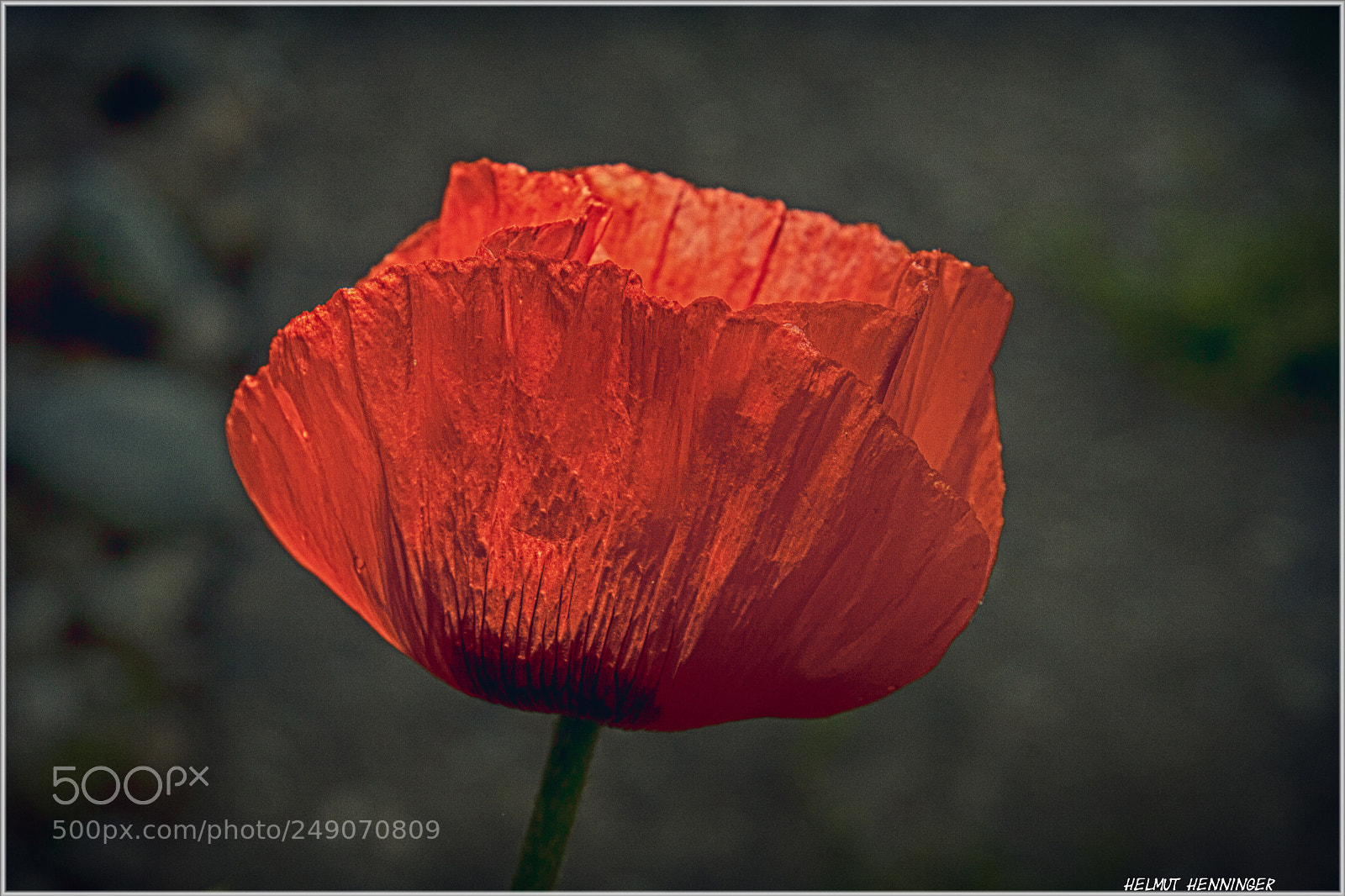 Canon EOS 20D sample photo. 0448 mohn photography