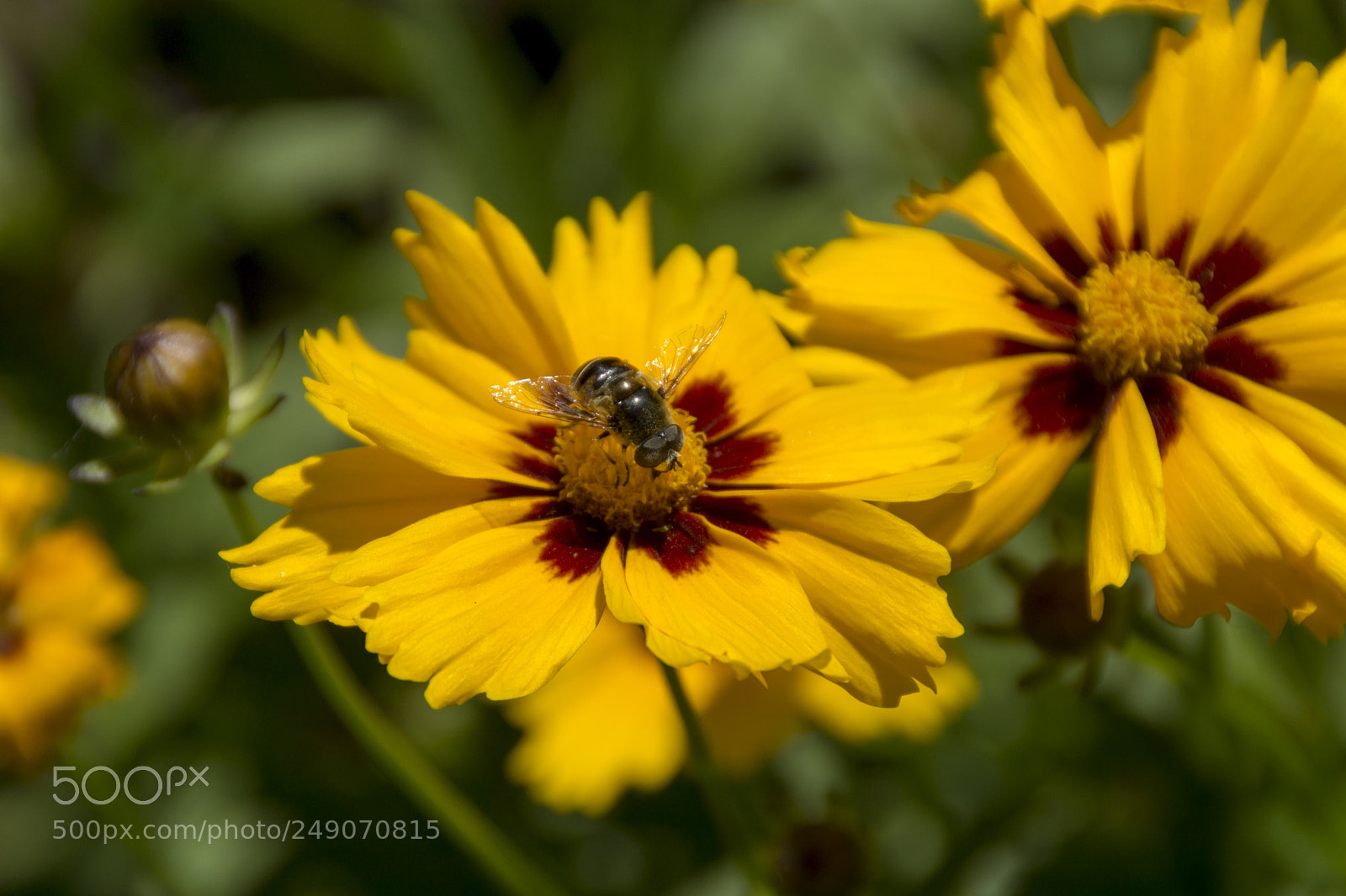 Sony SLT-A65 (SLT-A65V) sample photo. Yellow bee well black photography
