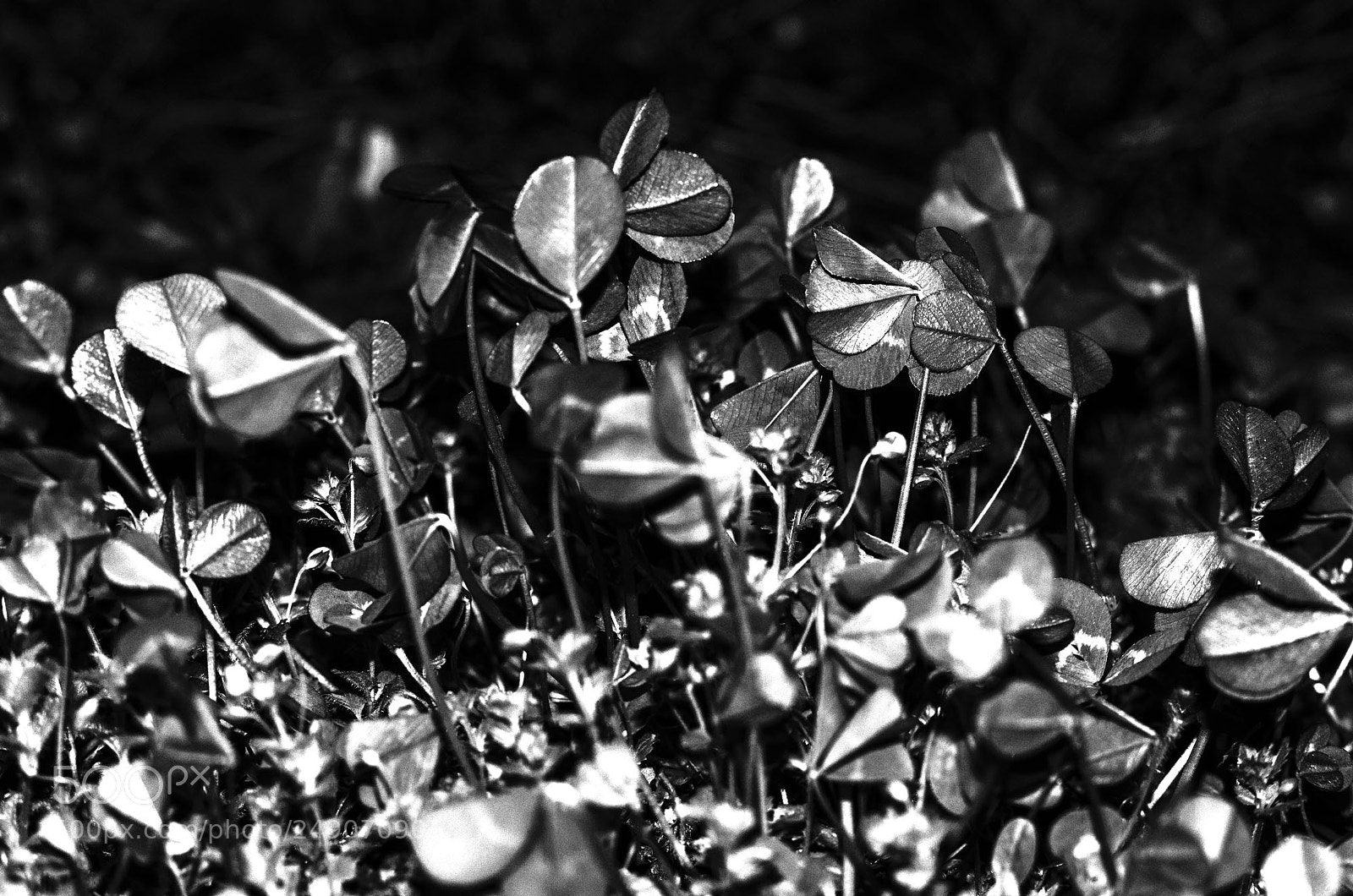 Pentax K-5 IIs sample photo. Grove photography