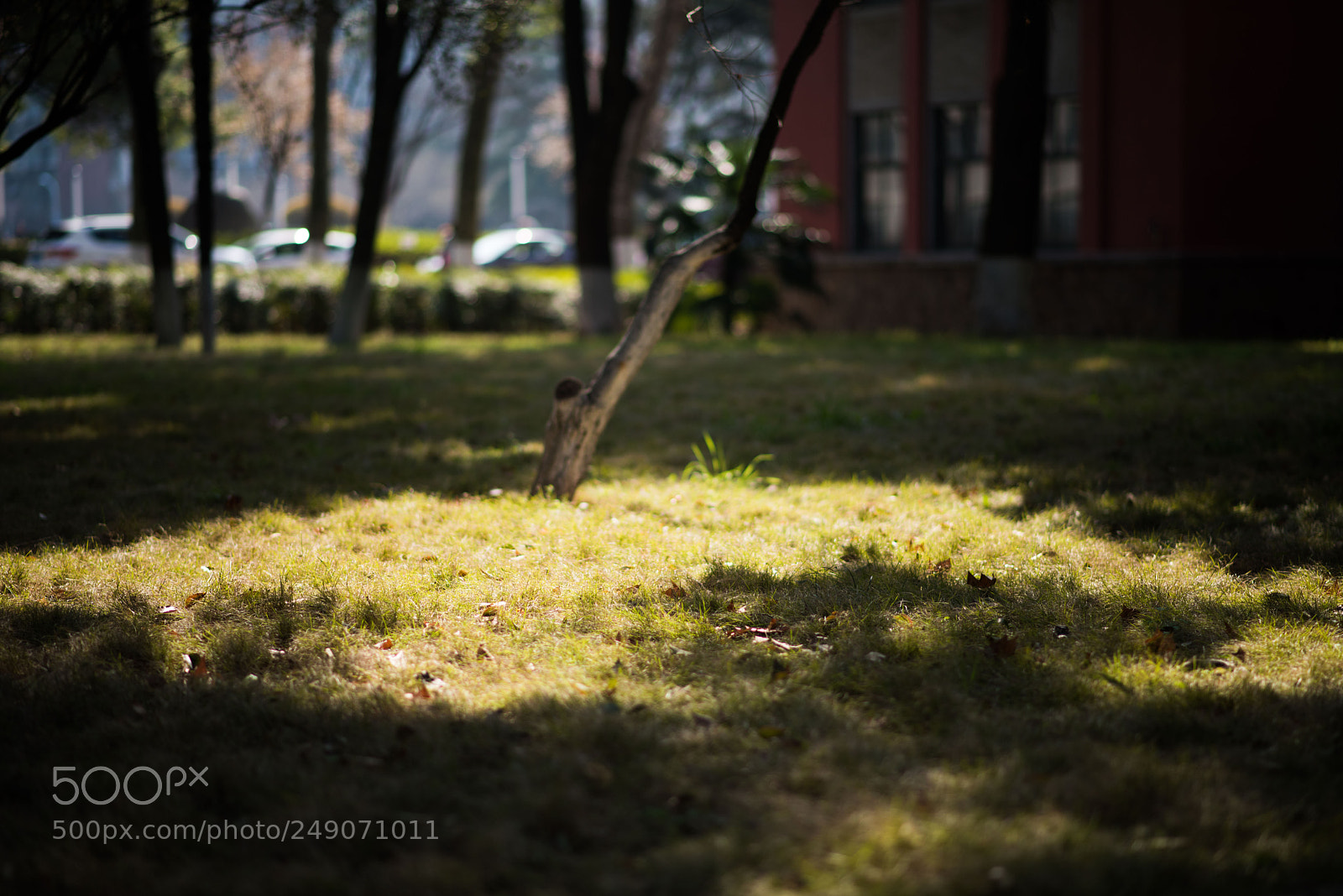 Nikon D810 sample photo. 植树节 photography