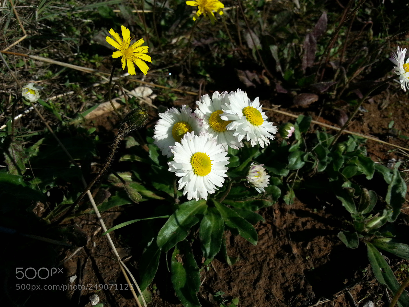 Samsung Galaxy S3 sample photo. Following sun photography