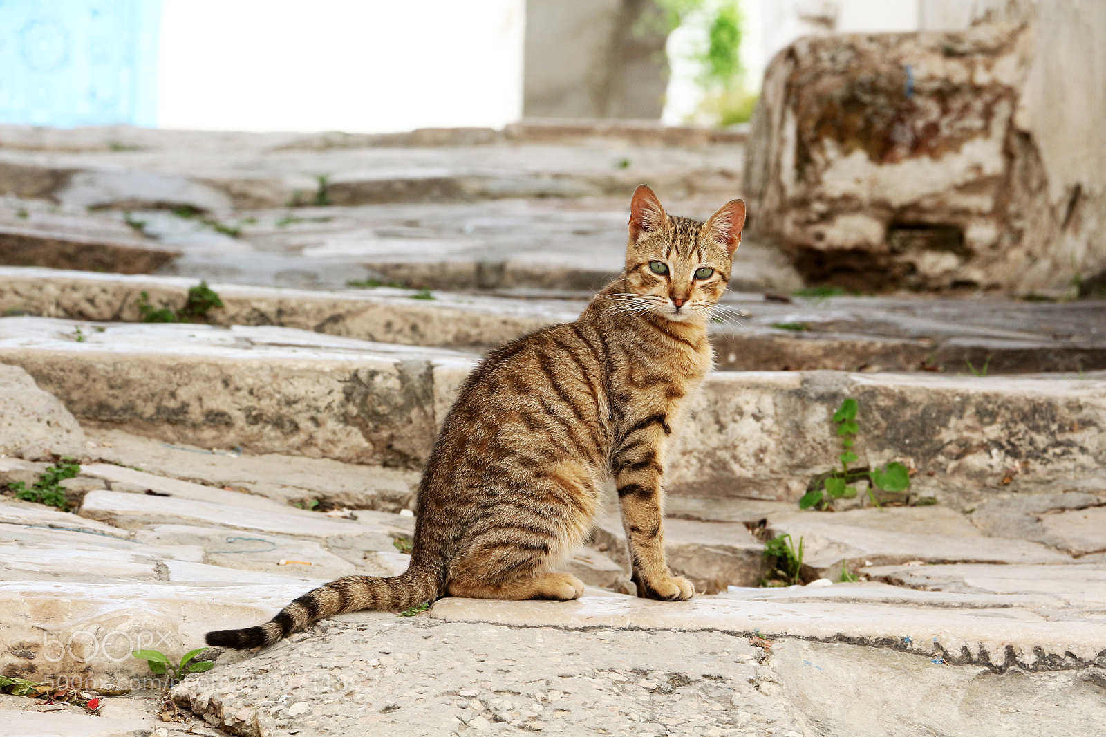Canon EOS 650D (EOS Rebel T4i / EOS Kiss X6i) sample photo. Cat's look photography