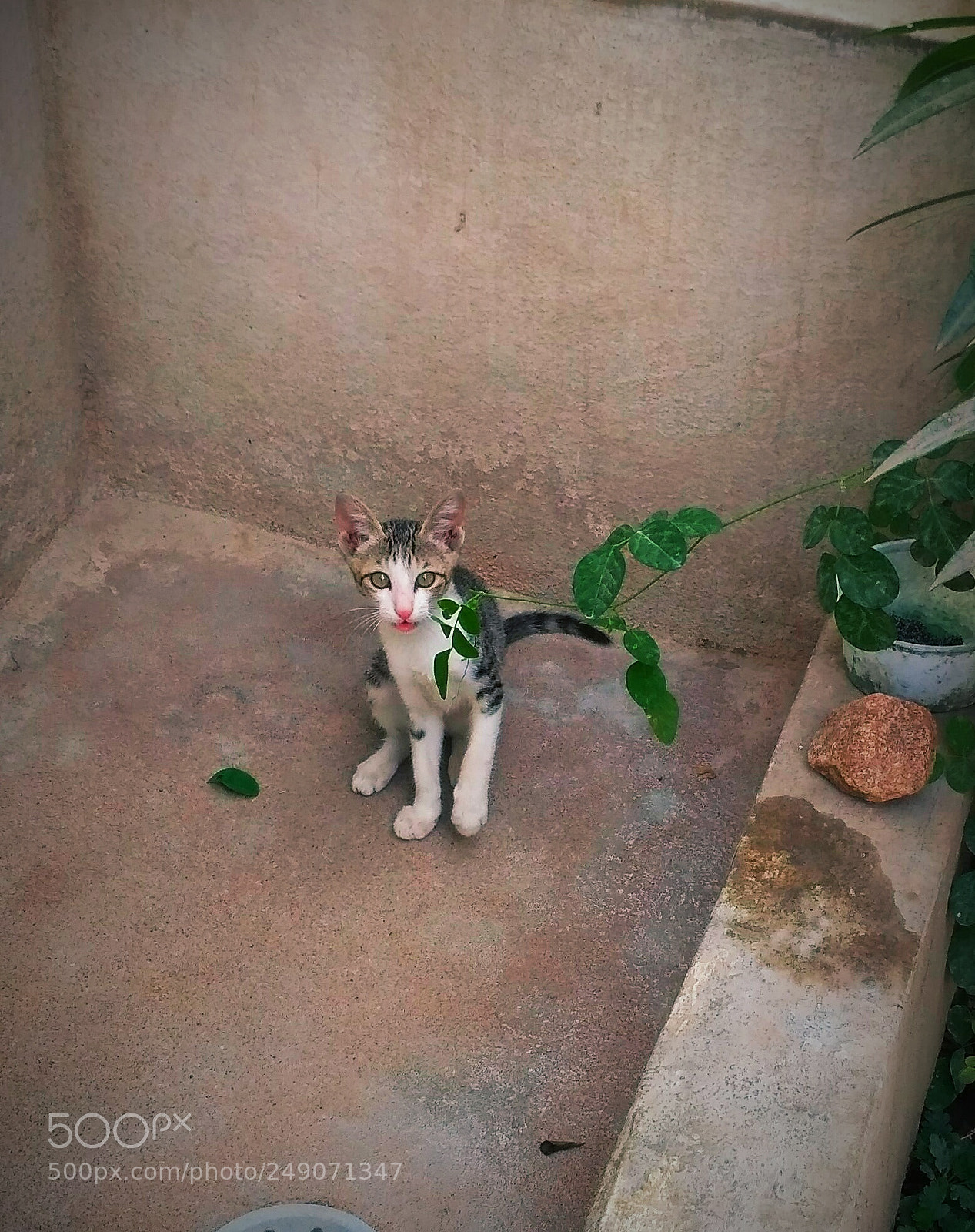 Xiaomi Redmi 3S sample photo. Cat photography