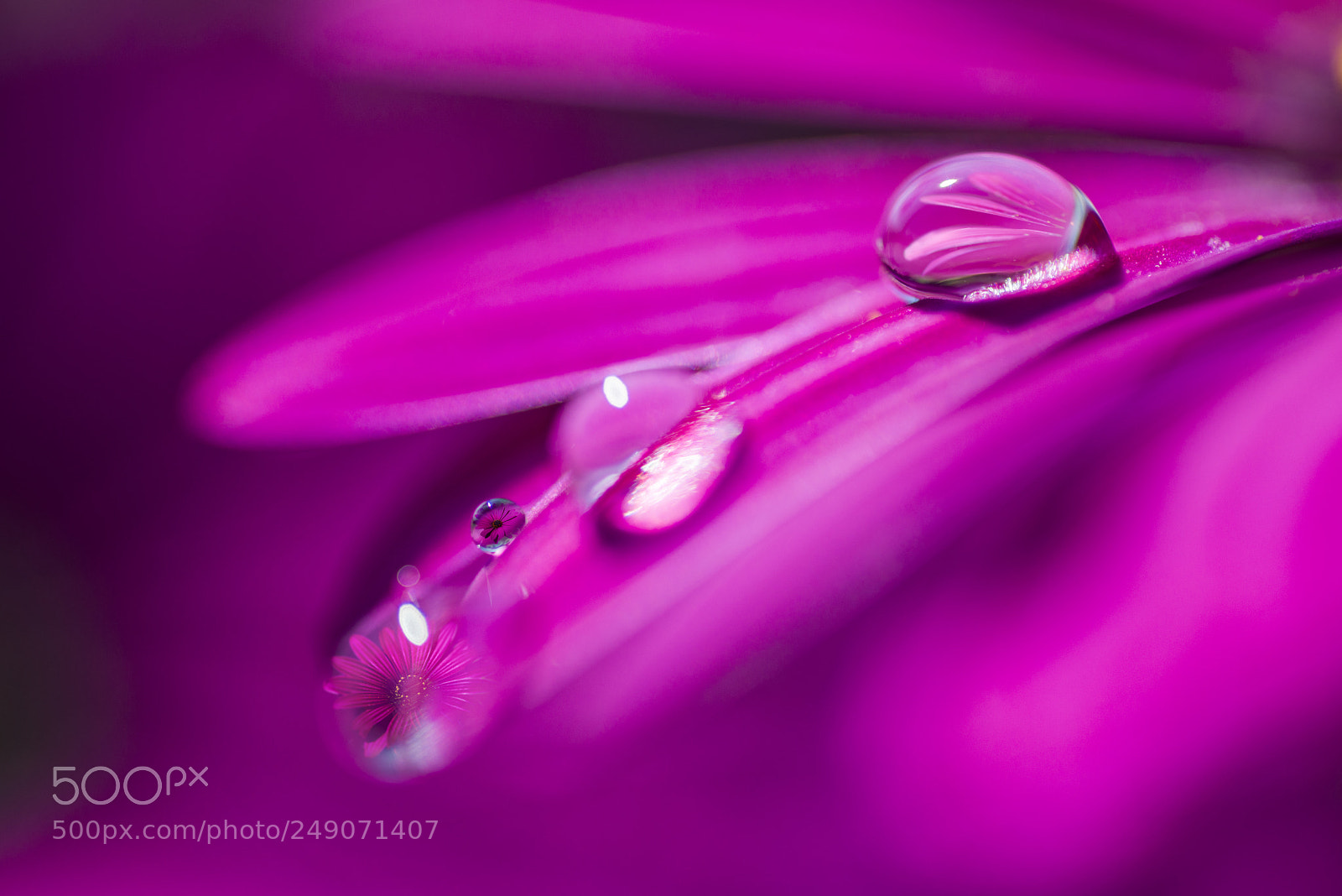 Nikon D800E sample photo. Pink flower in the photography