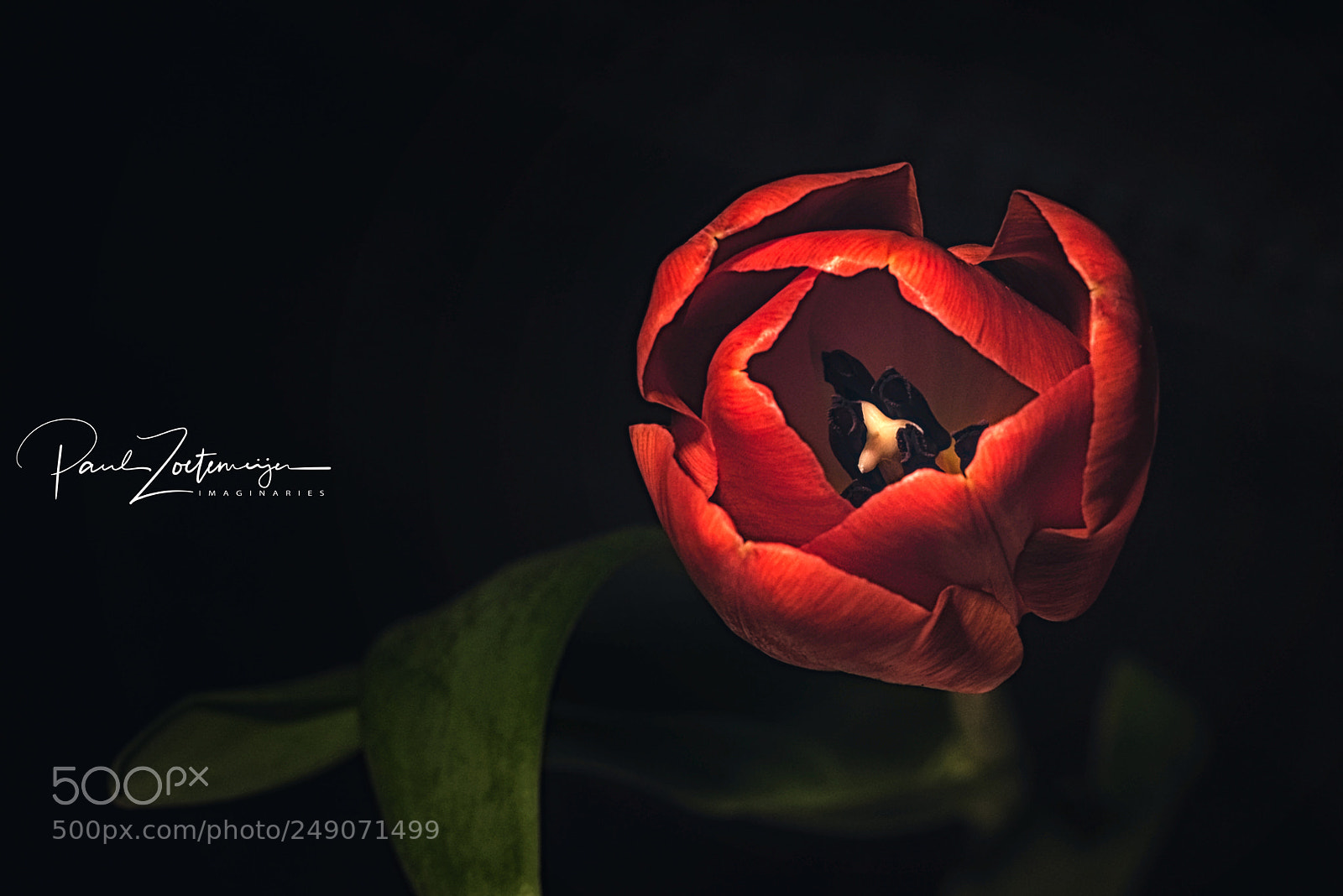 Nikon D810 sample photo. Red photography