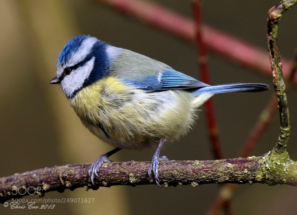 Canon EOS 7D Mark II sample photo. Blue tit photography