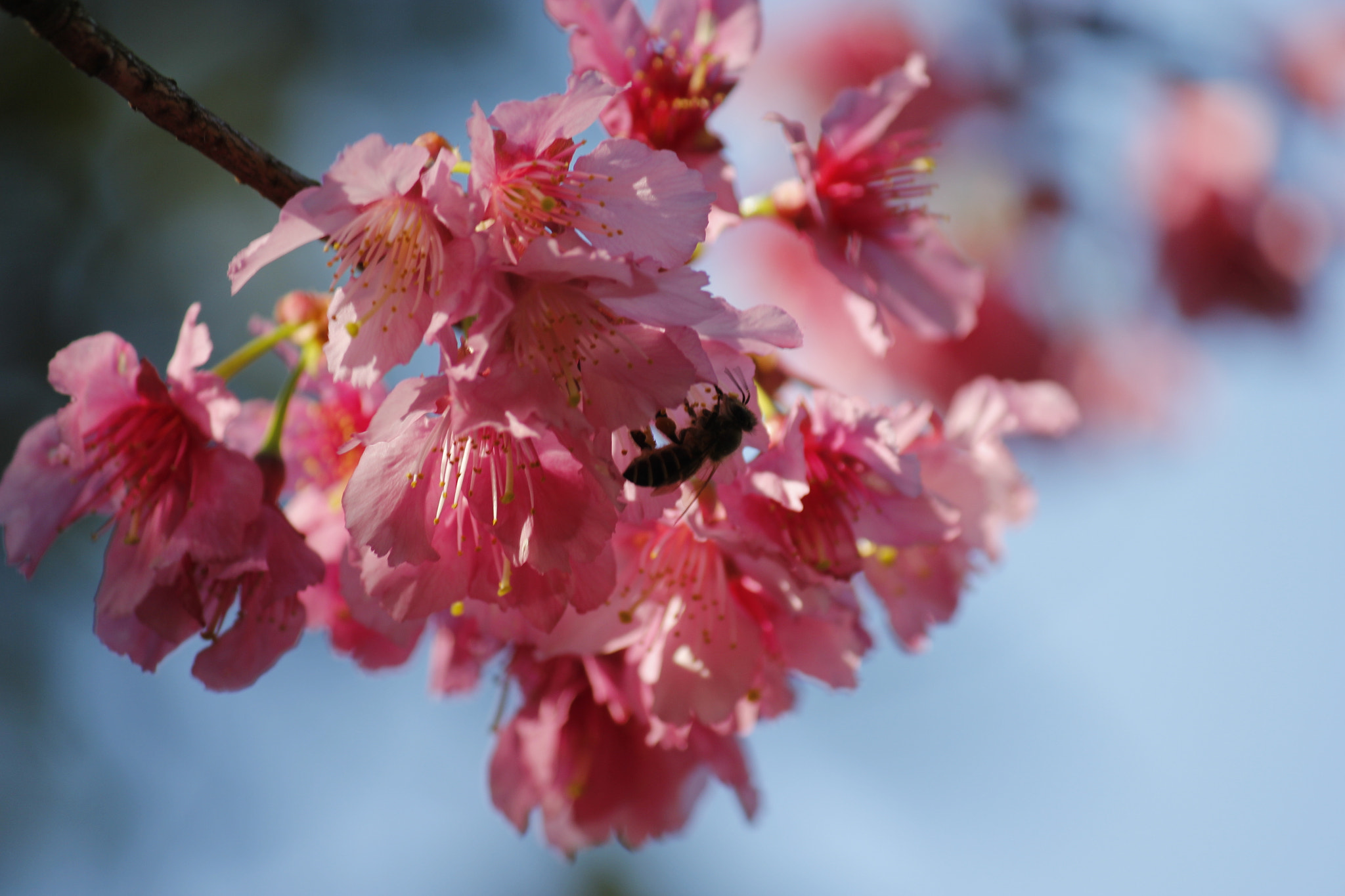 Canon EF-S 55-250mm F4-5.6 IS sample photo