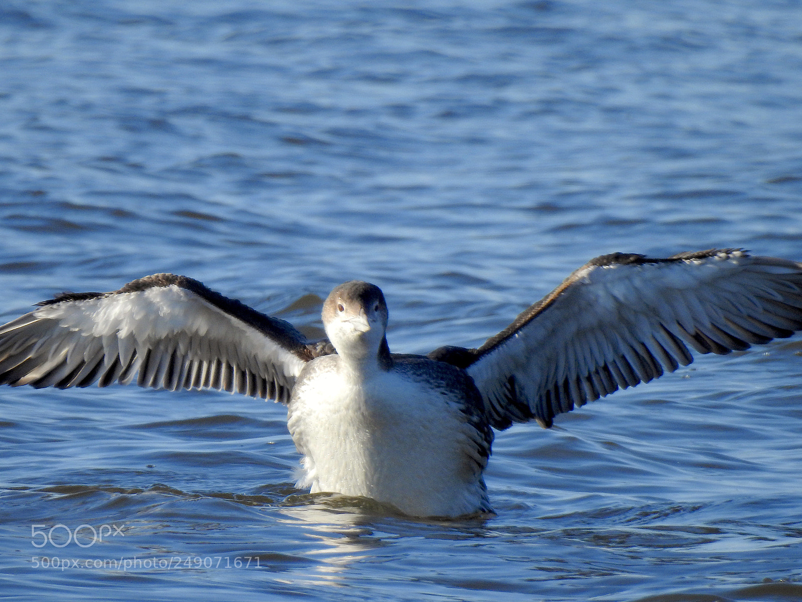 Nikon Coolpix P900 sample photo. Common loon photography